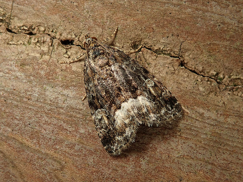 Noctuidae: Deltote pygarga?  S !